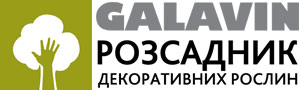 Розсадник декоративних рослин Галавіна